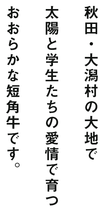 秋田・大潟村の大地で太陽と学生たちの愛情で育つおおらかな短角牛です。